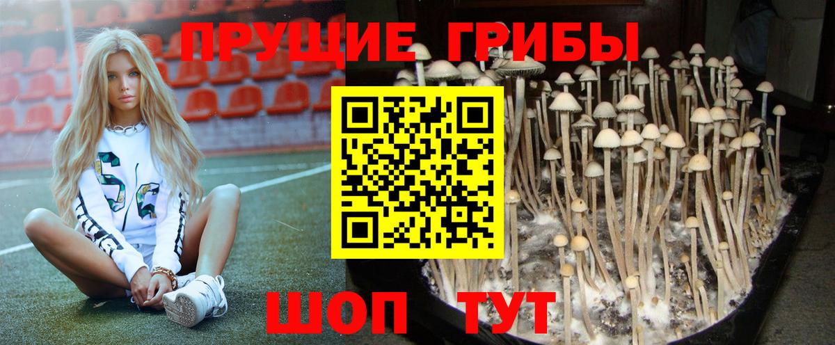 Псилоцибиновые грибы прущие грибы  Абинск  Псилоцибиновые грибы ЛСД 